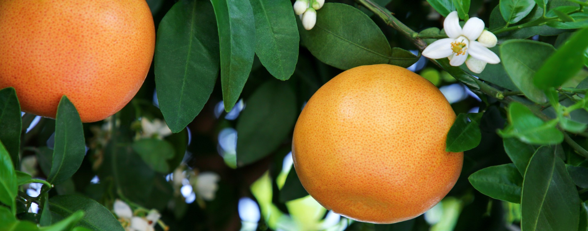 Grapefruit